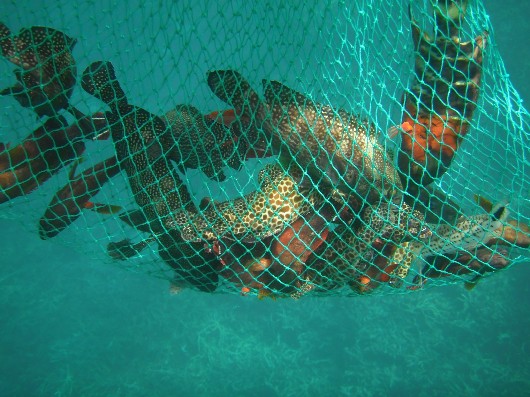 釣れた魚は網に。